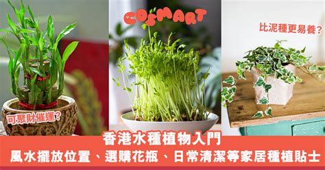 辦公室水種植物風水|家居與辦公室 植物風水指南